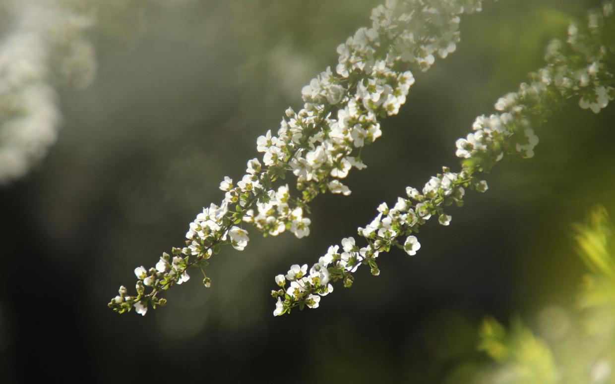 为什么吃草不算杀生,植物也是生命吃植物不是杀生吗