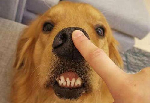 金毛为什么会暖心,盘点养金毛的人有多爱金毛