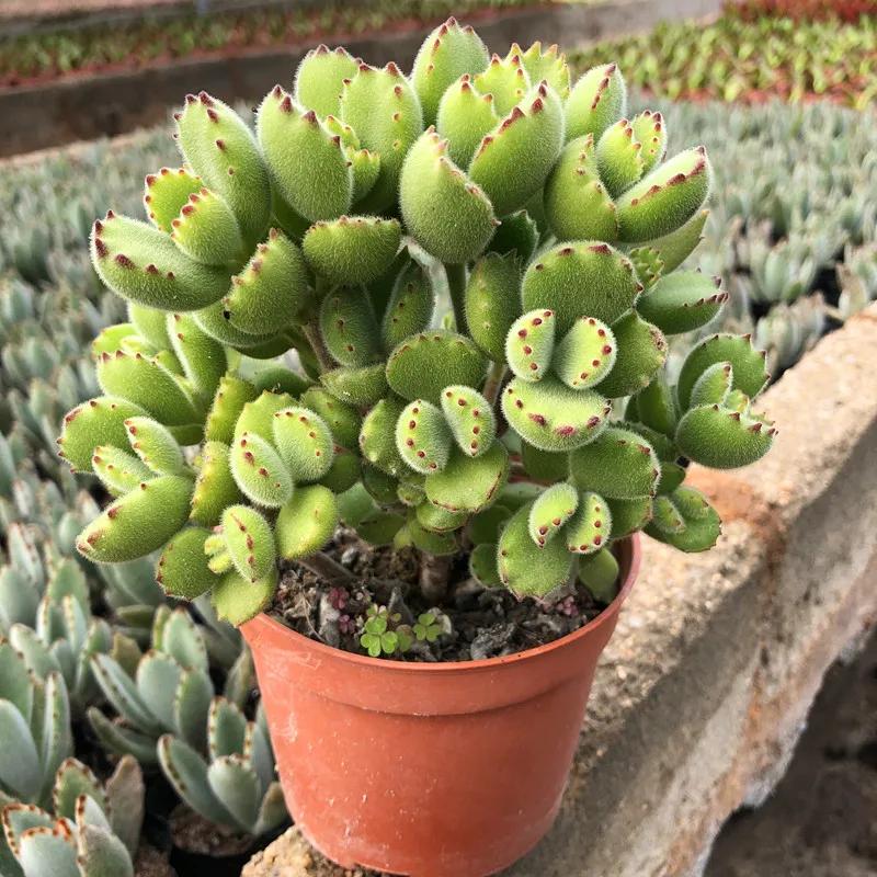 十大最怕淋雨的多肉,多肉淋雨之后掉叶片该怎么救治