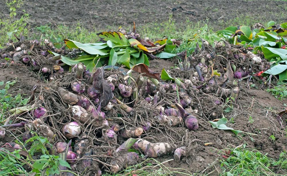 美人蕉有什么特别,美人蕉的十大特点