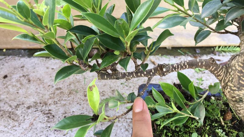 新手也能学会的修剪盆景技巧,枸杞盆景修剪技巧图解