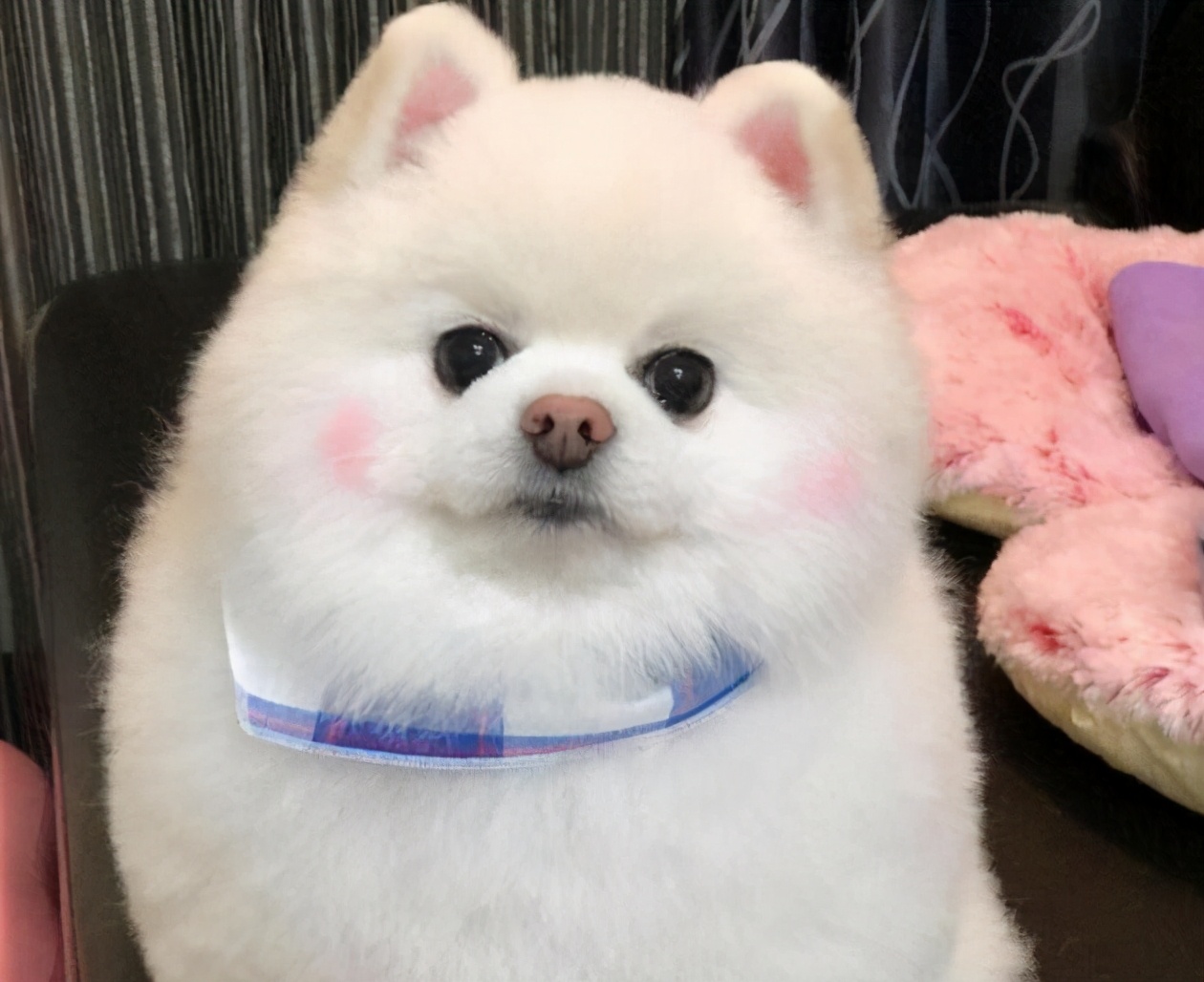 博美的肠胃好不好,博美肠胃不好吃什么药