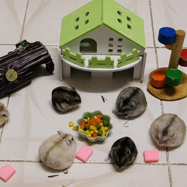 仓鼠养的太多了怎么办,仓鼠怎么养教你学会养鼠技巧