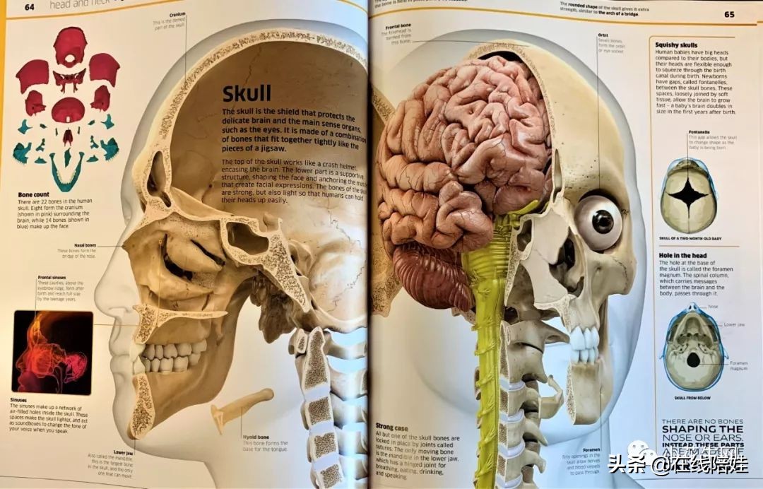 dk知识大百科全套,dk知识大百科书金银版