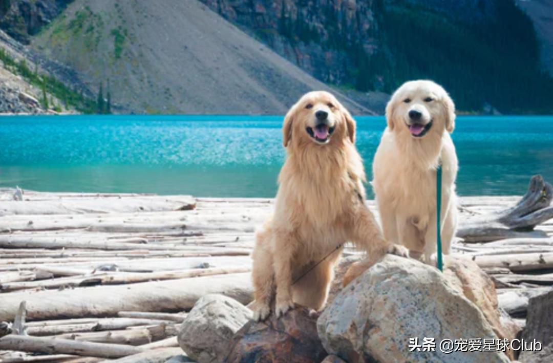 狗狗快乐的步伐,让狗狗开心的方法