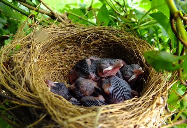 体育馆鸟巢露天朝上下雨怎么办,鸟巢开口朝上下雨天怎么办