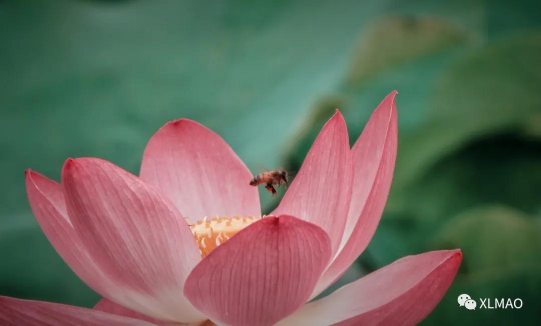 摄影爱好者的拍摄题材,一名业余摄影爱好者的简介