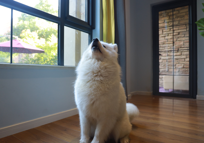 边牧有多聪明丢飞盘,边牧聪明的可怕的瞬间