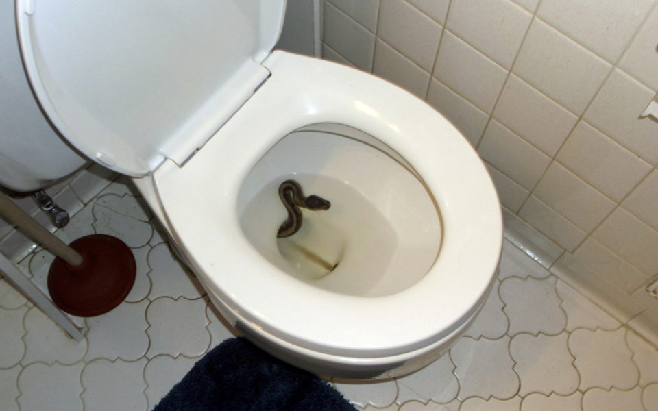 女子被蟒蛇咬伤,男子上厕所被蛇给咬