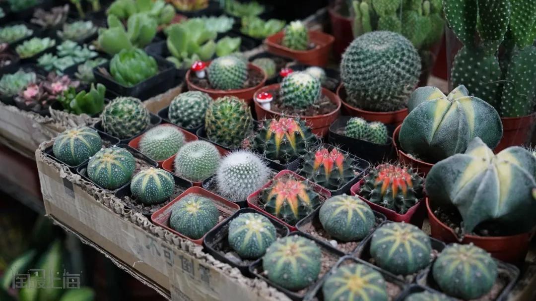 花卉市场晚上营业,今天的花卉市场