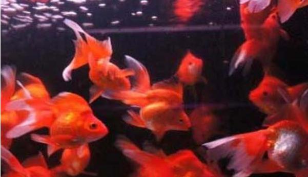 金鱼吃什么食物家中饲养最好,金鱼和草金鱼能不能同缸饲养