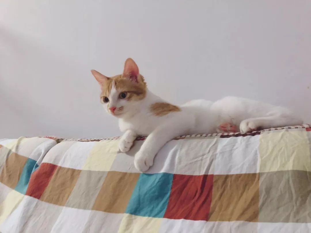 铲屎官旅游小猫咪开门,铲屎官出门猫咪躲床下