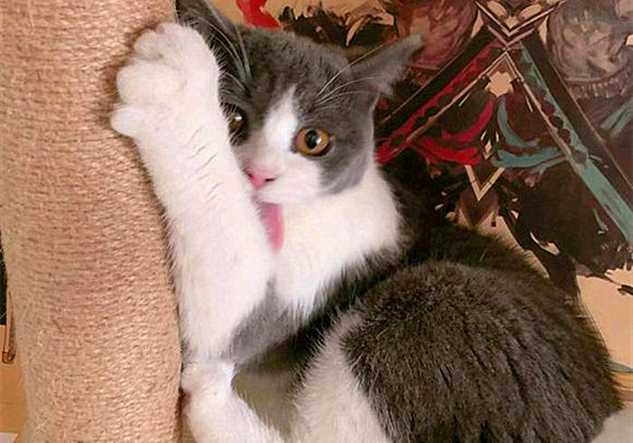 猫咪为什么变得异常警惕,猫哮喘和猫咳嗽怎么区分