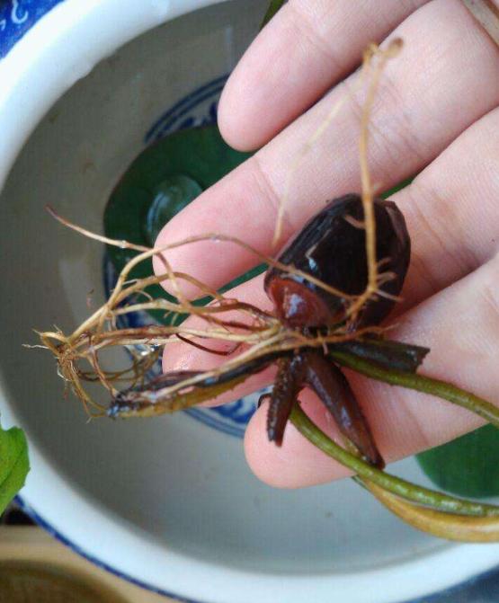 碗莲夏天的养殖方法,碗莲夏天可不可以种