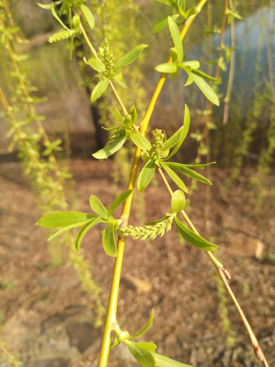 艾灸问答二十五问