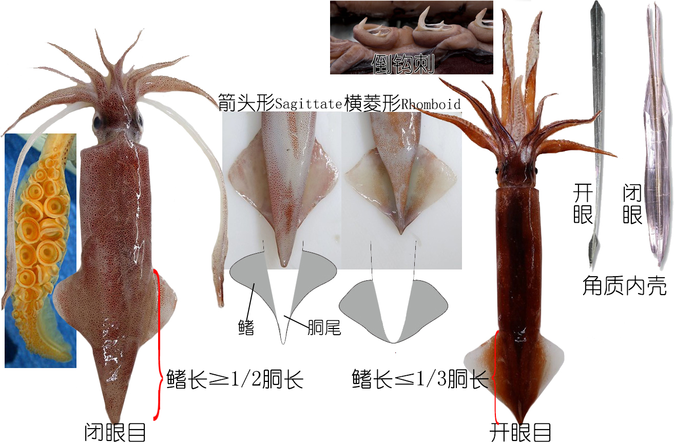 海鲜认知大全,海鲜认知大全虾