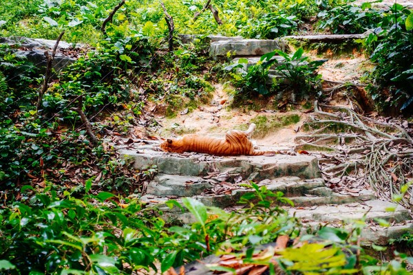 广州长隆旅游攻略自由行详细,广州长隆五一节3天2夜亲子游攻略
