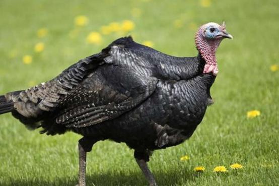 火鸡特别难孵化的原因,小火鸡1-40天养殖过程