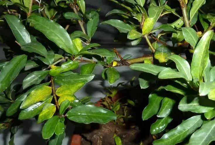 果树盆景的栽培技术视频,盆景果树种植视频