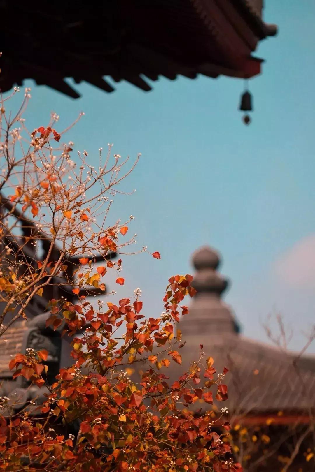 佛了！魔都周边9座「禁欲系寺院」，美到想出家！