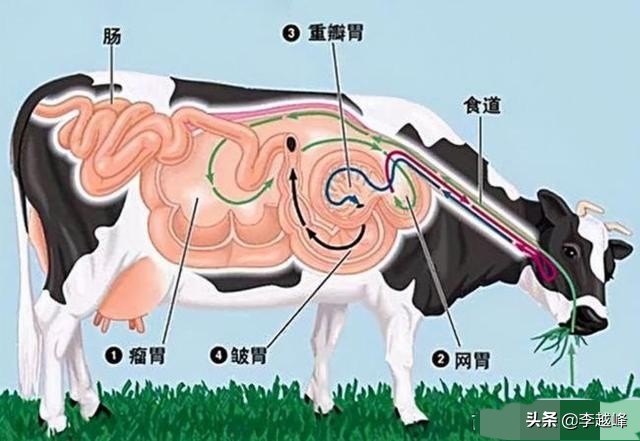 美国养牛为什么要在牛身上挖洞,美国人养牛在牛身上开洞是真的吗
