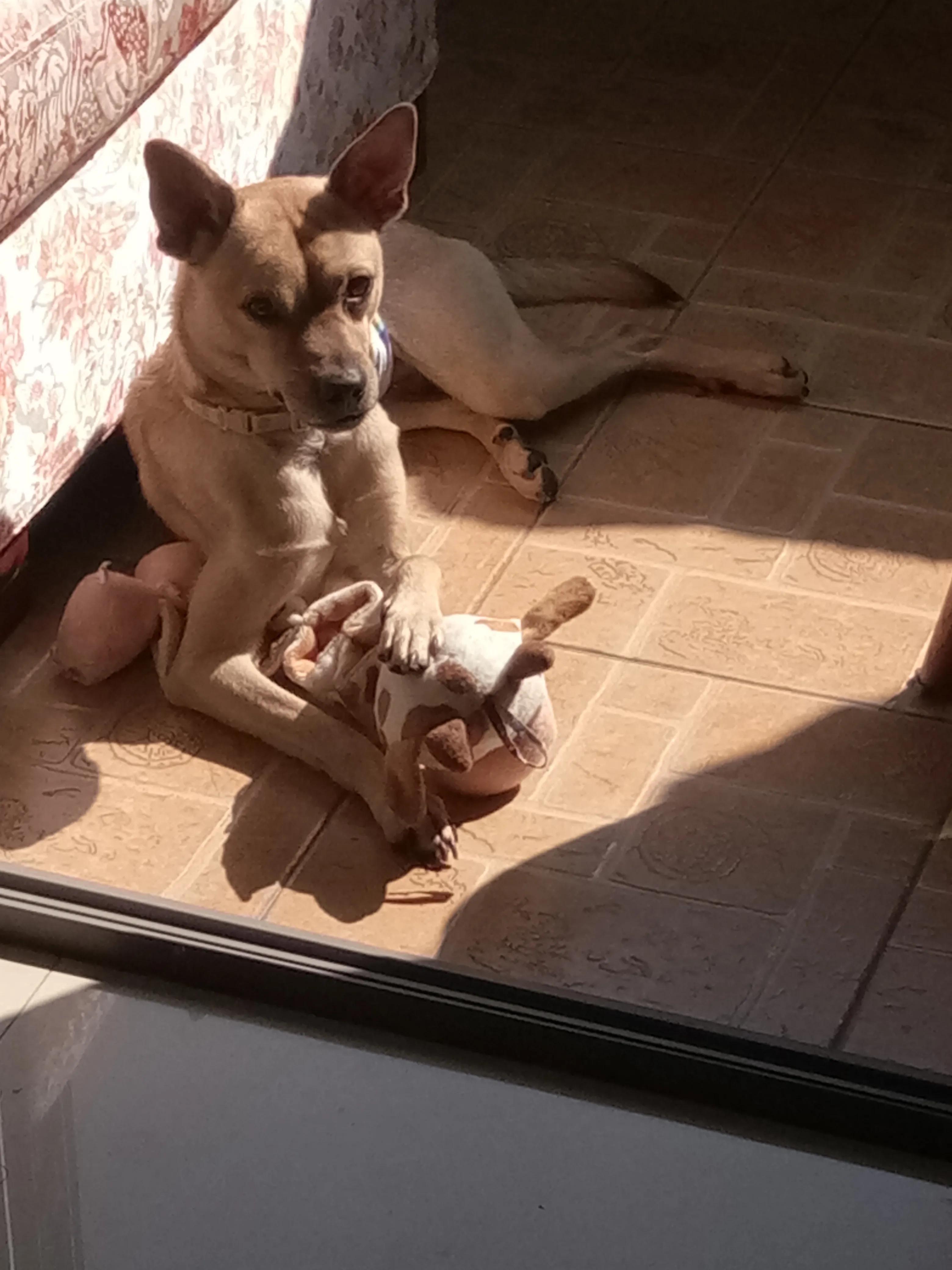 我的疏忽大意害死了我的可乐狗狗