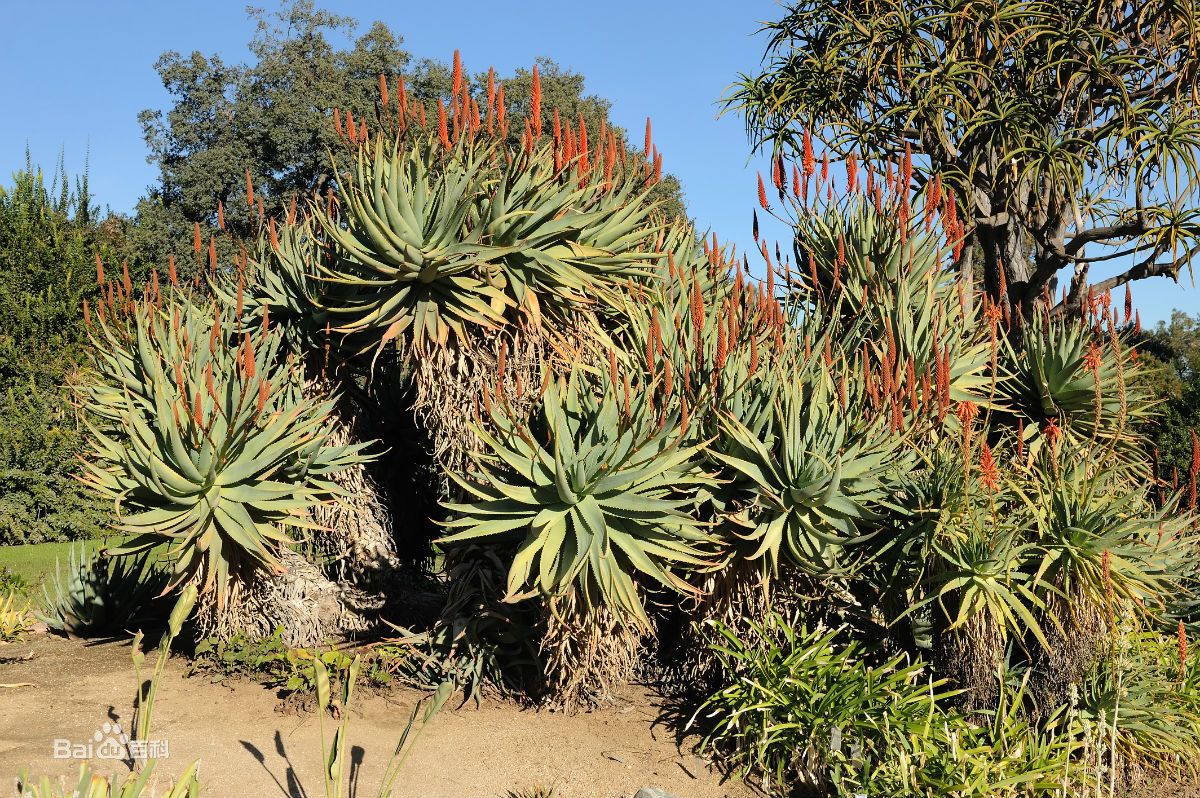 芦荟植物怎么养,芦荟如何用最好