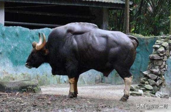 顶呱呱知识科普,顶呱呱科普小知识动画