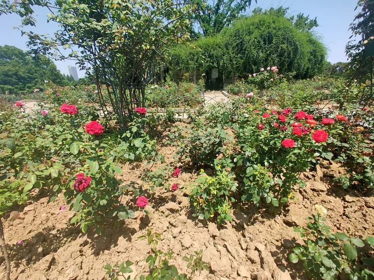 曾作为禁地，与外界隔绝二百六十多年的“玄武湖”，今日锣鼓喧天