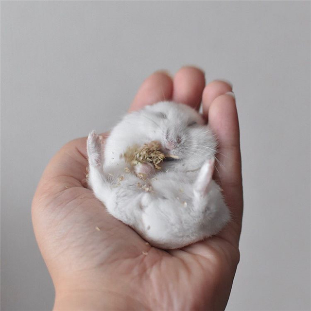 仓鼠躺手吃美食，虽然看着很可爱，但饲主内心很复杂