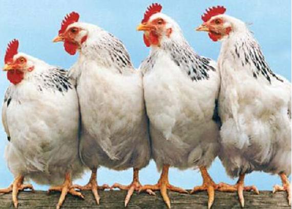 怎样养肉鸡只长肉不长膘,肉鸡不吃料行动缓慢