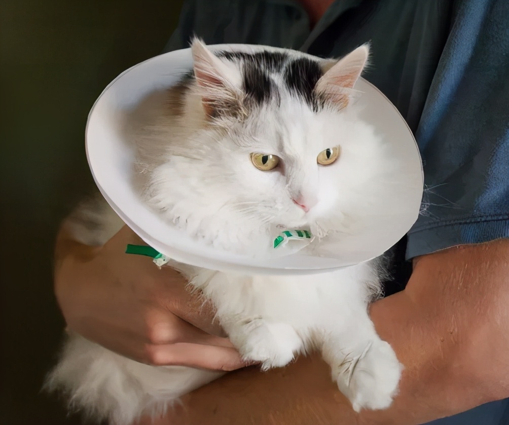 给猫戴上脖圈之后很低落,为什么给猫戴上猫圈就安静了