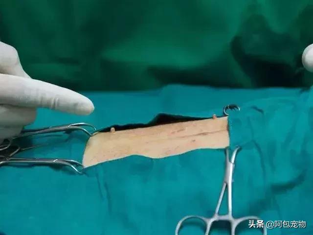 让狗狗绝育要注意什么,给狗狗绝育有什么害处吗