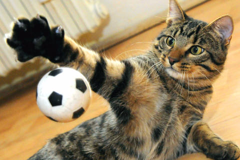 猫中暑怎么预防,猫中暑怎么缓解