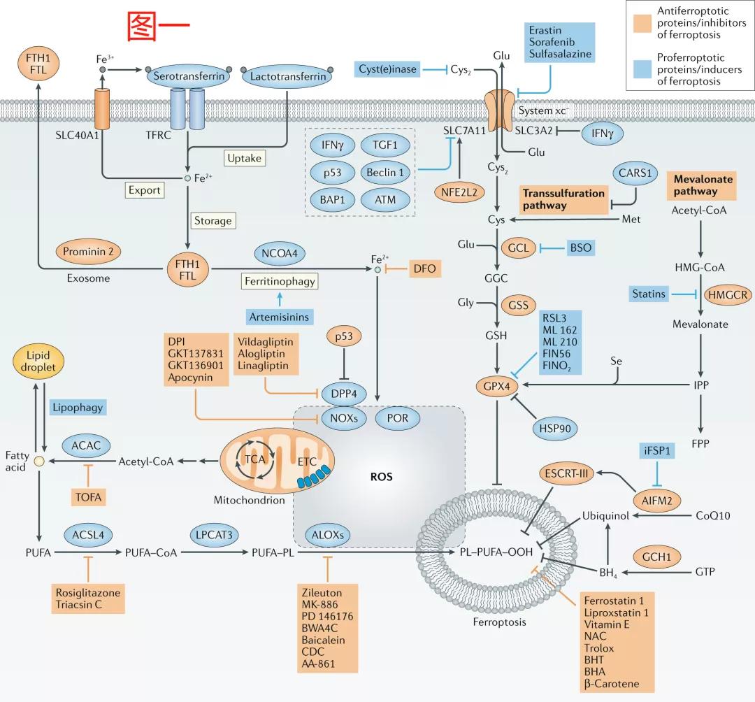 铁死亡研究结果,铁死亡机理