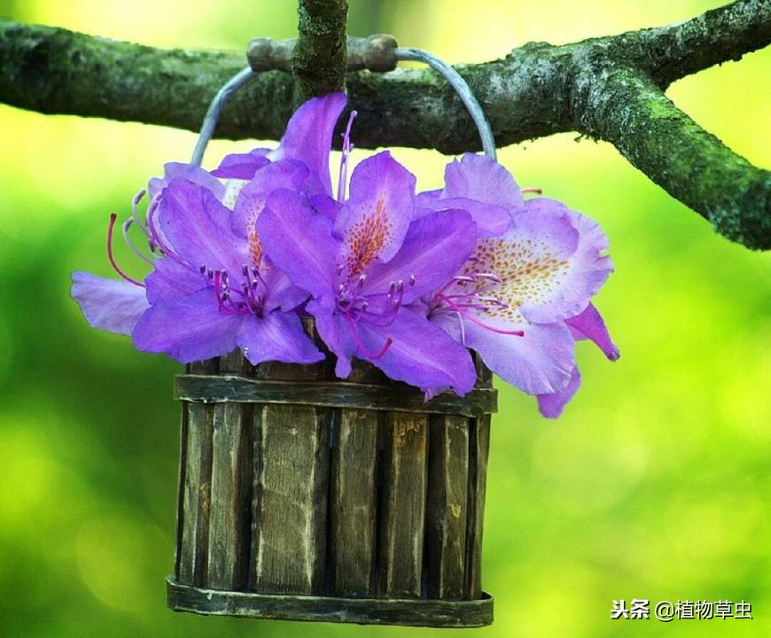 淘米水浇完花太臭怎么办,淘米水直接浇花了怎么补救