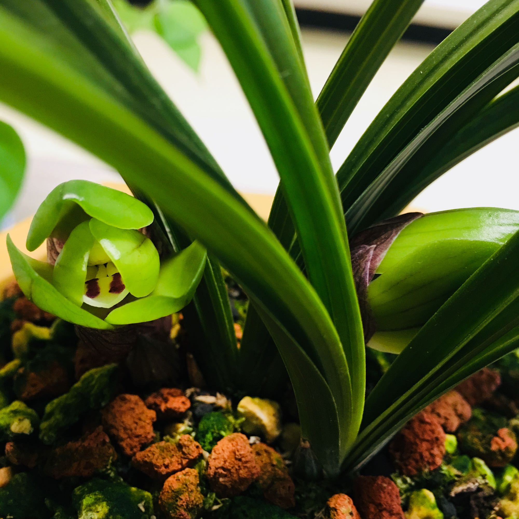 兰花翻盆最佳时间和方法,兰花翻盆的最佳季节和方法