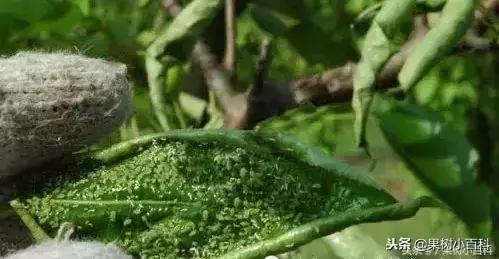 梨树高产栽培书籍,高产梨树苗培育