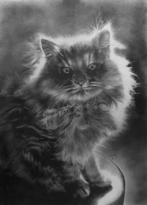 素描动物最全的收集,精微素描动物临摹高清大图