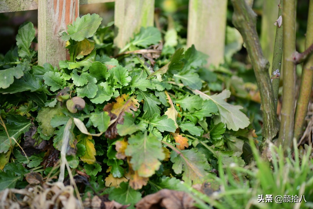 就趁现在，花园最忙碌的季节|园丁