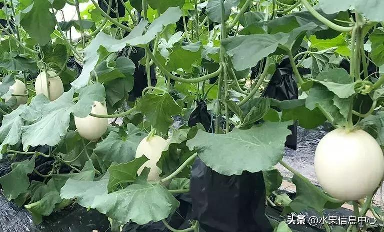 中国水果大全,中国水果大全图片和名字