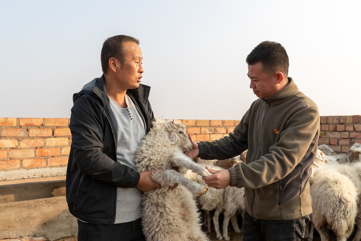 宁夏滩羊每年多少只,山上放养黑山羊100只一年赚多少钱