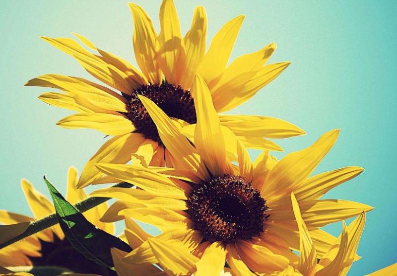 盘点世界各国国花你最喜欢哪种,世界各国国花大全及寓意图片