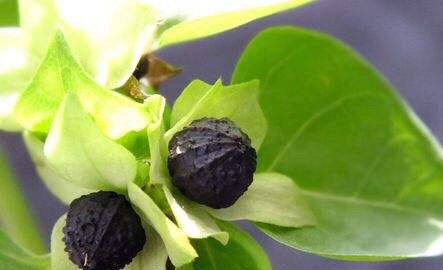 紫茉莉花的生长过程图,紫茉莉花哪个季节最适宜栽培