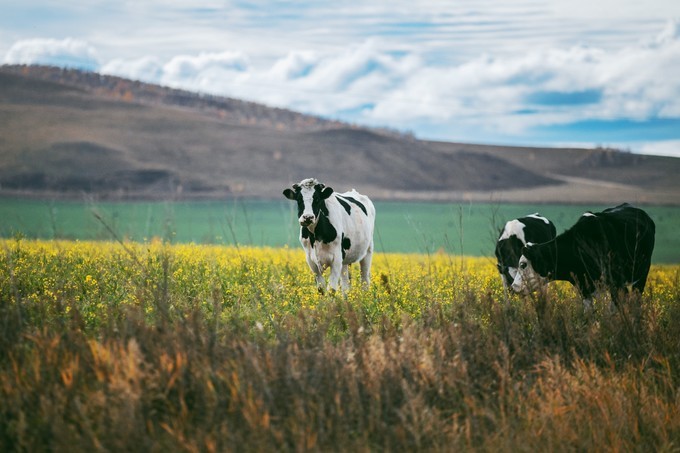 自驾呼伦贝尔|七千里路云和月,写给秋天和自己的故事