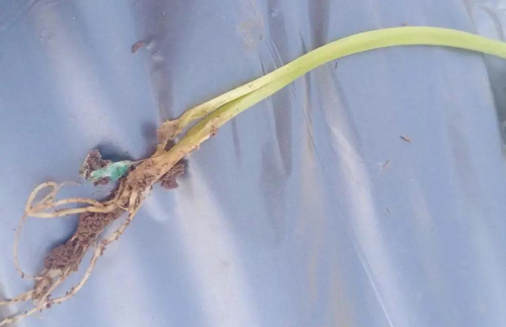 解决各种果树难座果,果树根茎腐病特效药配方