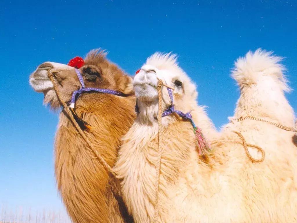 比起故宫猫，毫无颜值的西域骆驼，却在丝绸之路上火了两千多年