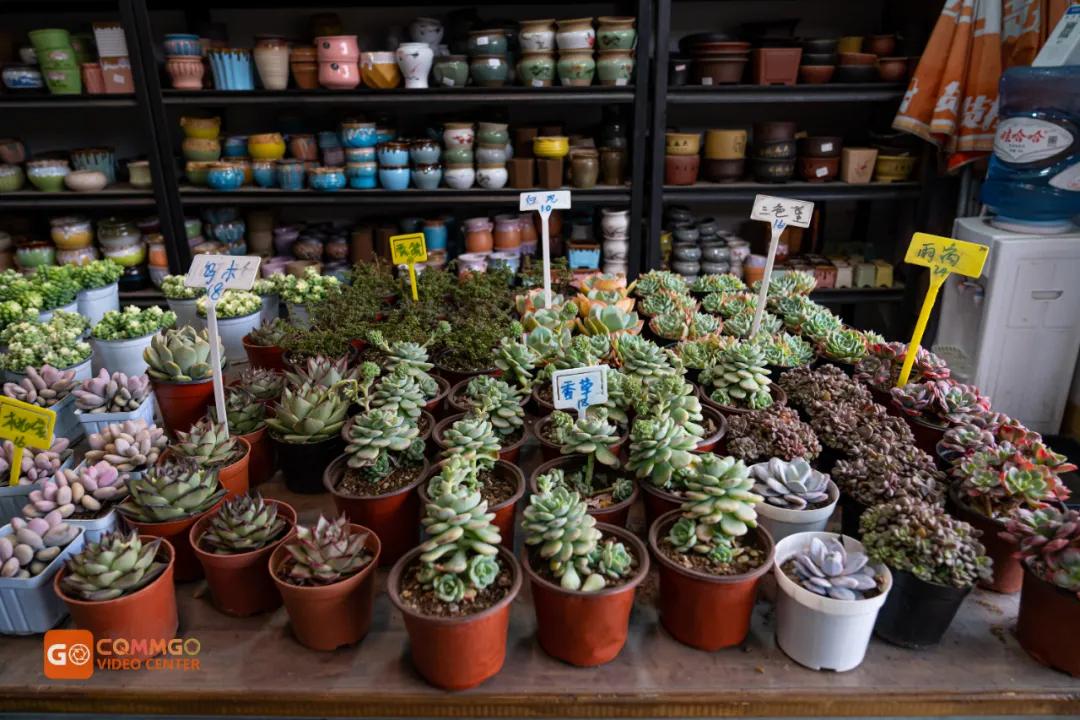 重庆最大的花市在哪里,重庆花市排名前十名