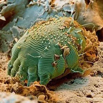 狗狗身上起红疹子是怎么回事,狗狗身上起红疹又脱毛