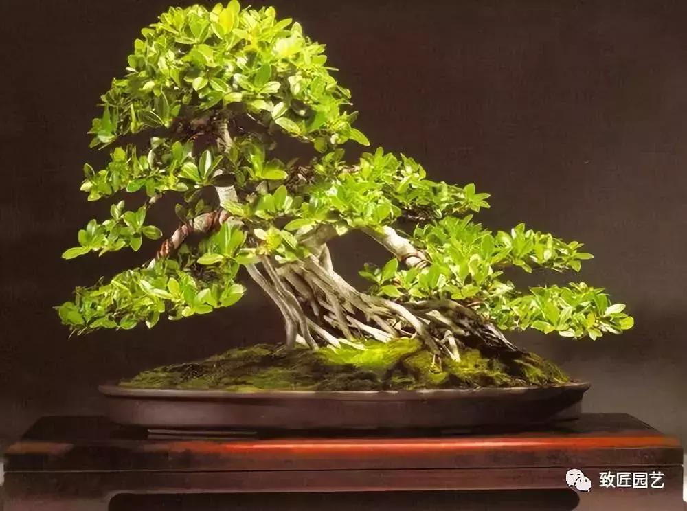 提根盆景造型大全大图,漂亮的提根盆景图片